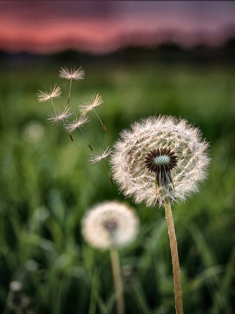 pusteblume_neu_1000